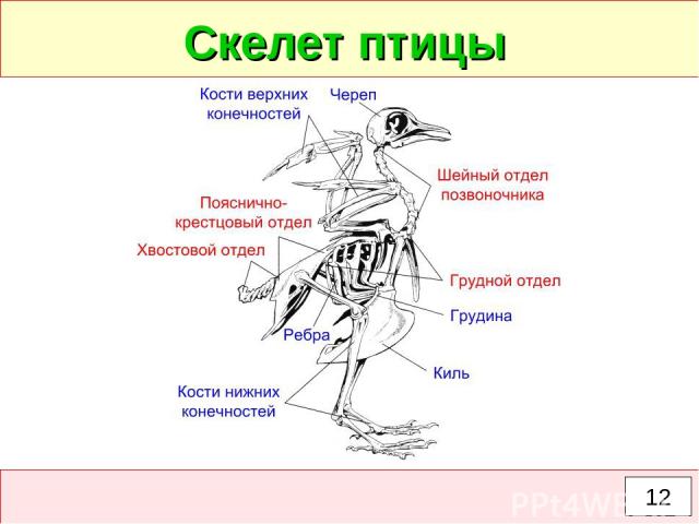 Скелет птицы 12