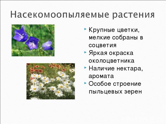 Крупные цветки, мелкие собраны в соцветия Яркая окраска околоцветника Наличие нектара, аромата Особое строение пыльцевых зерен