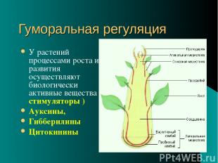 Гуморальная регуляция У растений процессами роста и развития осуществляют биолог