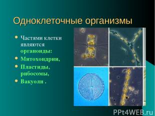 Одноклеточные организмы Частями клетки являются органоиды: Митохондрии, Пластиды