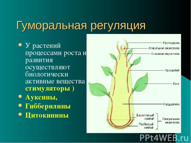 Гуморальная регуляция У растений процессами роста и развития осуществляют биологически активные вещества ( стимуляторы ) Ауксины, Гибберилины Цитокинины