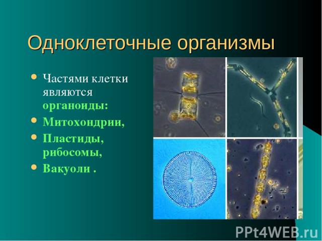 Одноклеточные организмы Частями клетки являются органоиды: Митохондрии, Пластиды, рибосомы, Вакуоли .