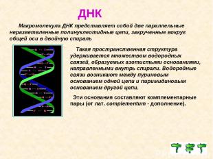ДНК Макромолекула ДНК представляет собой две параллельные неразветвленные полину