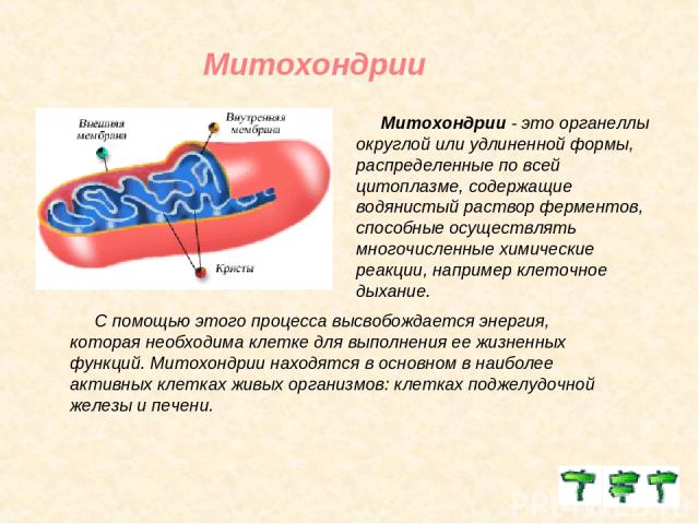 Митохондрии Митохондрии - это органеллы округлой или удлиненной формы, распределенные по всей цитоплазме, содержащие водянистый раствор ферментов, способные осуществлять многочисленные химические реакции, например клеточное дыхание. С помощью этого …
