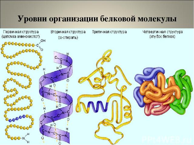 Уровни организации белковой молекулы