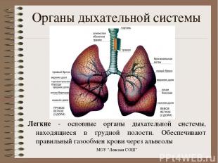 Легкие - основные органы дыхательной системы, находящиеся в грудной полости. Обе