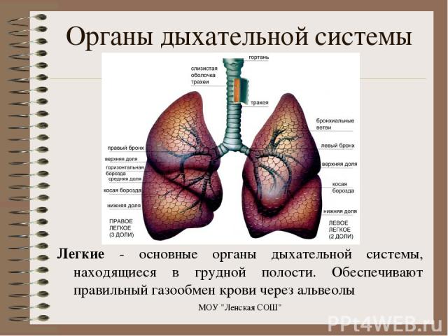 Легкие - основные органы дыхательной системы, находящиеся в грудной полости. Обеспечивают правильный газообмен крови через альвеолы МОУ 