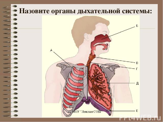 Назовите органы дыхательной системы: МОУ 