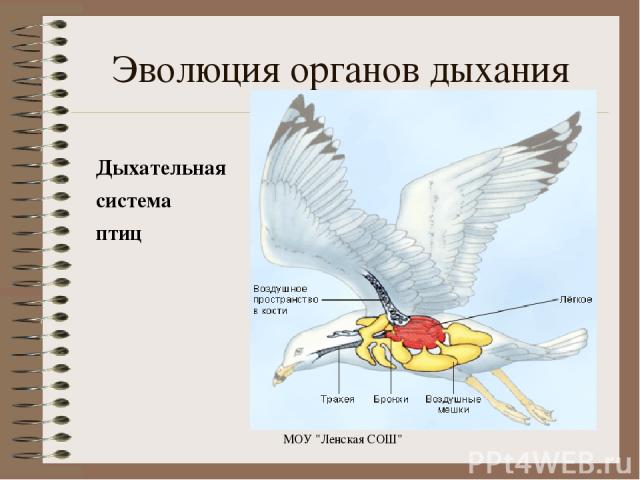 Дыхательная система птиц МОУ 