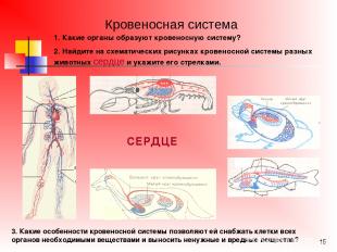 * Кровеносная система СЕРДЦЕ 1. Какие органы образуют кровеносную систему? 2. На