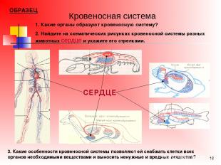 * Кровеносная система СЕРДЦЕ 1. Какие органы образуют кровеносную систему? 2. На