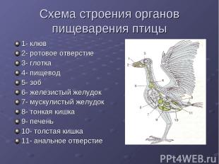 Схема строения органов пищеварения птицы 1- клюв 2- ротовое отверстие 3- глотка
