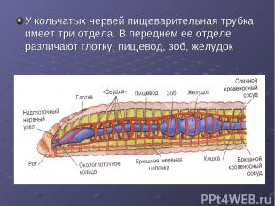 У кольчатых червей пищеварительная трубка имеет три отдела. В переднем ее отделе