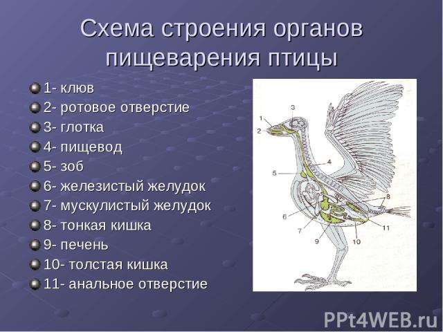 Схема строения органов пищеварения птицы 1- клюв 2- ротовое отверстие 3- глотка 4- пищевод 5- зоб 6- железистый желудок 7- мускулистый желудок 8- тонкая кишка 9- печень 10- толстая кишка 11- анальное отверстие