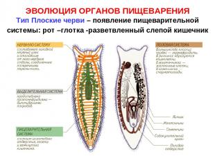 ЭВОЛЮЦИЯ ОРГАНОВ ПИЩЕВАРЕНИЯ Тип Плоские черви – появление пищеварительной систе