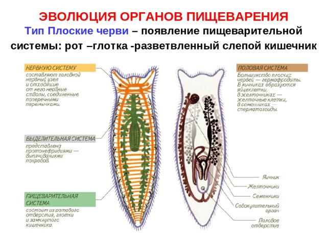 ЭВОЛЮЦИЯ ОРГАНОВ ПИЩЕВАРЕНИЯ Тип Плоские черви – появление пищеварительной системы: рот –глотка -разветвленный слепой кишечник