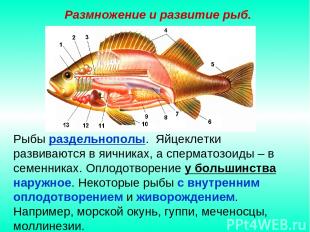 Размножение и развитие рыб. Рыбы раздельнополы. Яйцеклетки развиваются в яичника