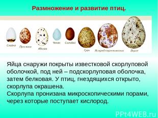Размножение и развитие птиц. Яйца снаружи покрыты известковой скорлуповой оболоч