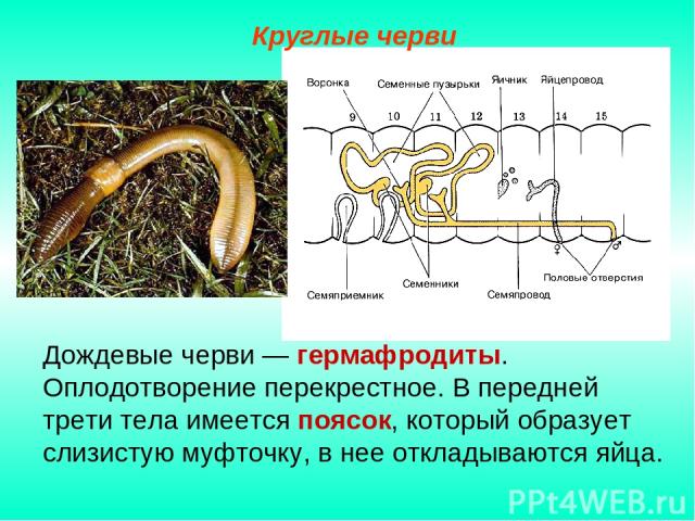 Дождевые черви — гермафродиты. Оплодотворение перекрестное. В передней трети тела имеется поясок, который образует слизистую муфточку, в нее откладываются яйца. Круглые черви
