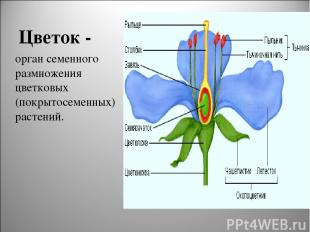 Цветок - орган семенного размножения цветковых (покрытосеменных) растений.