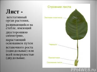 Лист - вегетативный орган растения, развивающийся на стебле, имеющий двусторонню
