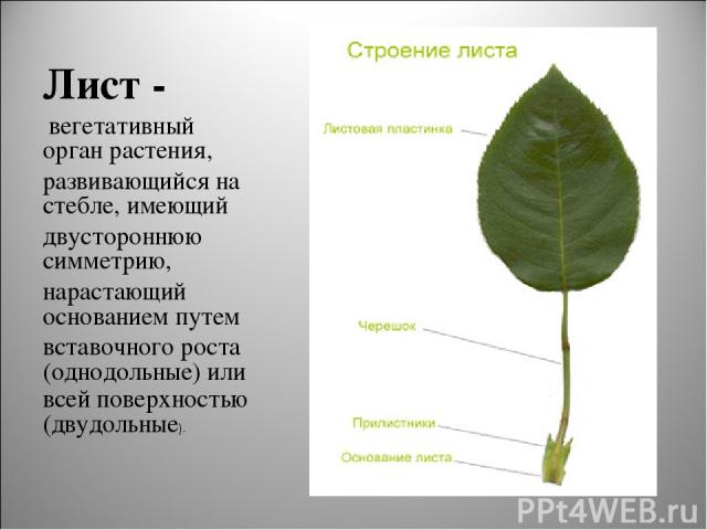 Лист - вегетативный орган растения, развивающийся на стебле, имеющий двустороннюю симметрию, нарастающий основанием путем вставочного роста (однодольные) или всей поверхностью (двудольные).