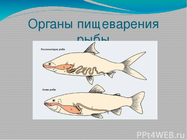 Органы пищеварения рыбы