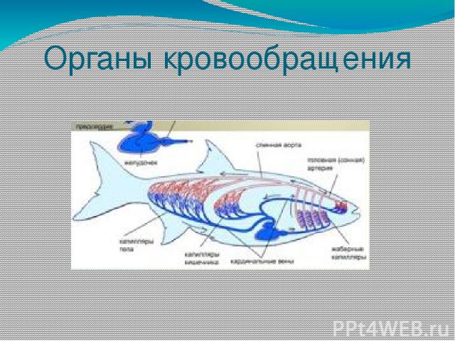 Особенности кровообращения рыб. Кровообращение рыб. Электрические органы рыб. Схема кровообращения рыб. Выделительная система рыб кратко.