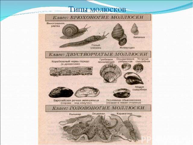 Типы молюсков