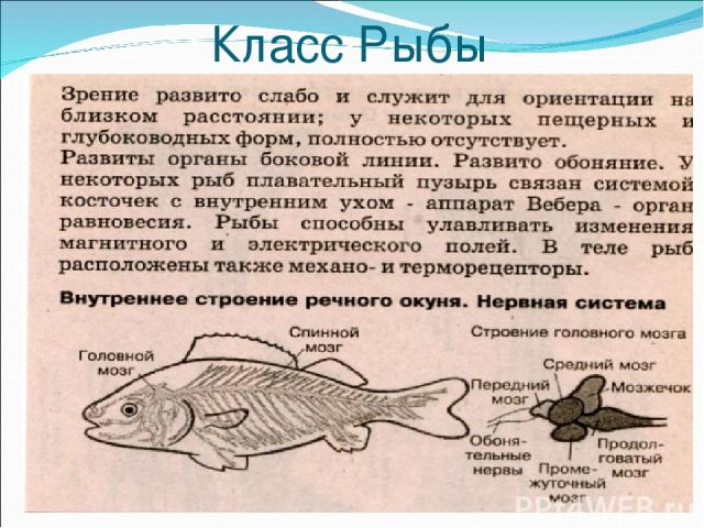 Класс Рыбы