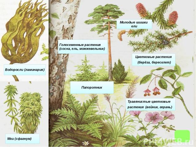 Какая общая черта характерна для голосеменных и покрытосеменных растений?