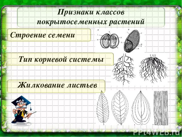 Подумаем вместе! А) Вы летом заготовили гербарий сорных растений без корней с красивыми листьями. Можно ли ваш гербарий использовать для того, чтобы определить, к какому классу это растение относится? Б) Можно определить к какому семейству относится…