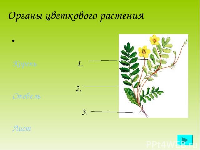 Органы цветкового растения 1. 2. 3. Корень Стебель Лист