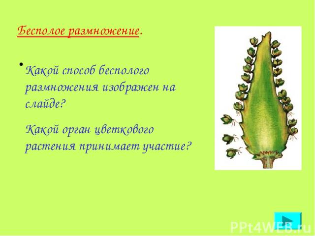 Какой способ бесполого размножения изображен на слайде? Какой орган цветкового растения принимает участие? Бесполое размножение.