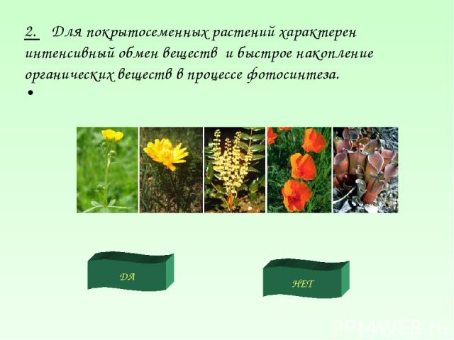 ДА НЕТ 2. Для покрытосеменных растений характерен интенсивный обмен веществ и быстрое накопление органических веществ в процессе фотосинтеза.