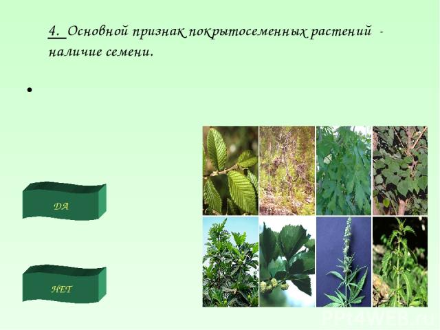 ДА НЕТ 4. Основной признак покрытосеменных растений - наличие семени.