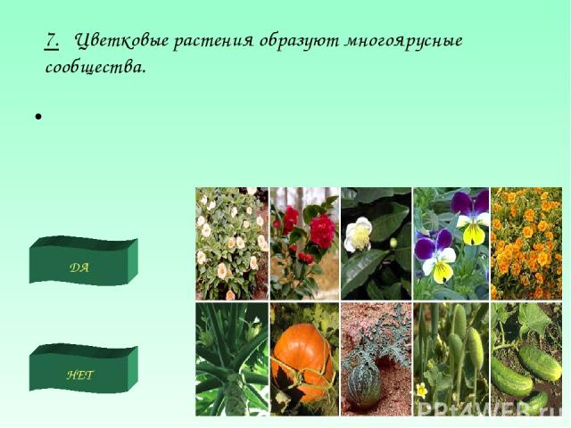 ДА НЕТ 7. Цветковые растения образуют многоярусные сообщества.