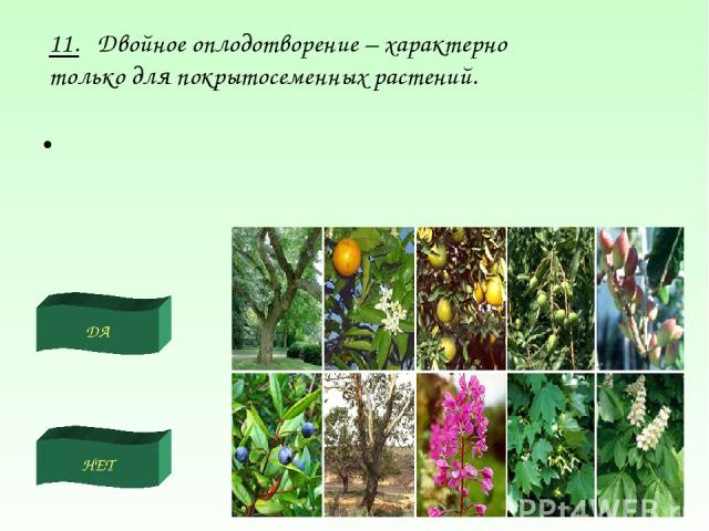 ДА НЕТ 11. Двойное оплодотворение – характерно только для покрытосеменных растений.
