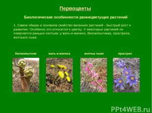 Первоцветы Биологические особенности раннецветущих растений 1. Самое общее и осн