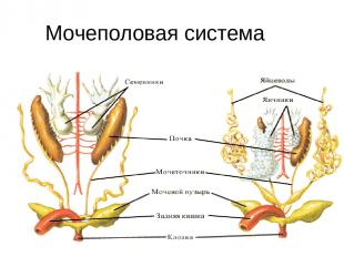 Мочеполовая система