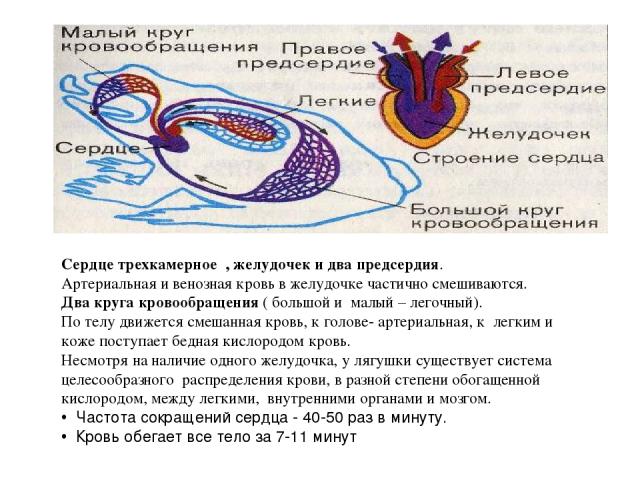 Сердце трехкамерное , желудочек и два предсердия. Артериальная и венозная кровь в желудочке частично смешиваются. Два круга кровообращения ( большой и малый – легочный). По телу движется смешанная кровь, к голове- артериальная, к легким и коже посту…