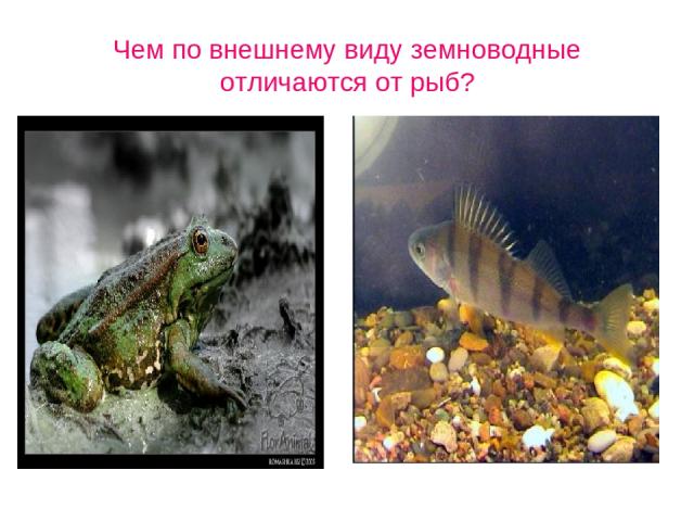 Чем по внешнему виду земноводные отличаются от рыб?