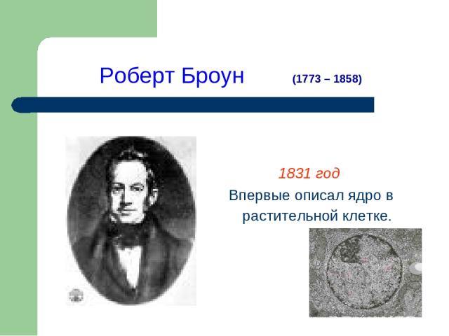 Роберт Броун 1831 год Впервые описал ядро в растительной клетке. (1773 – 1858)