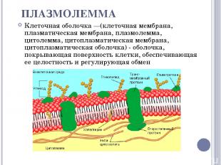 ПЛАЗМОЛЕММА Клеточная оболочка —(клеточная мембрана, плазматическая мембрана, пл