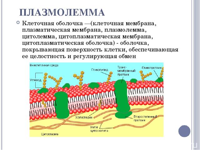 ПЛАЗМОЛЕММА Клеточная оболочка —(клеточная мембрана, плазматическая мембрана, плазмолемма, цитолемма, цитоплазматическая мембрана, цитоплазматическая оболочка) - оболочка, покрывающая поверхность клетки, обеспечивающая ее целостность и регулирующая обмен