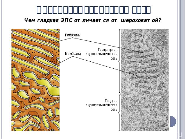 Эндоплазматическая сеть Чем гладкая ЭПС отличается от шероховатой?