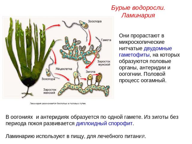 Они прорастают в микроскопические нитчатые двудомные гаметофиты, на которых образуются половые органы, антеридии и оогогнии. Половой процесс оогамный. Бурые водоросли. Ламинария В оогониях и антеридиях образуется по одной гамете. Из зиготы без перио…