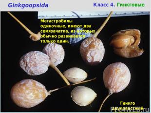 Класс 4. Гинкговые Ginkgoopsida Мегастробилы одиночные, имеют два семязачатка, и