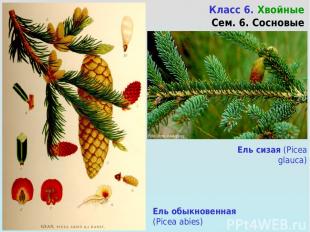 Ель сизая (Picea glauca) Класс 6. Хвойные Сем. 6. Сосновые Ель обыкновенная (Pic