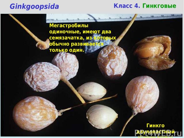 Класс 4. Гинкговые Ginkgoopsida Мегастробилы одиночные, имеют два семязачатка, из которых обычно развивается только один. Гинкго двулопастный (Ginkgo biloba)